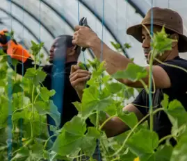 LES POTAGERS DE MARCOUSSIS