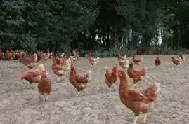 LES POULETTES DE MIRBEL